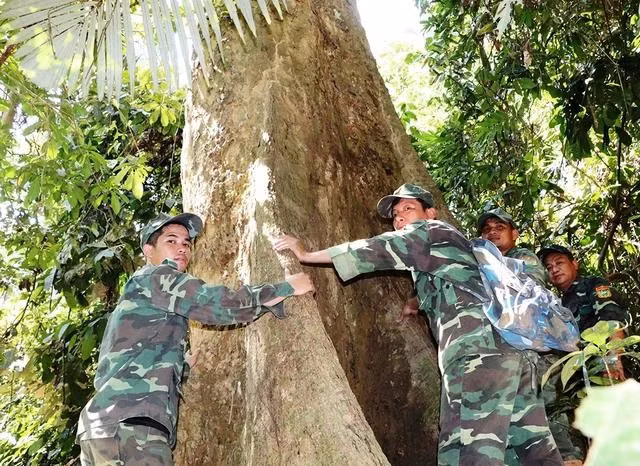 Những cây rừng lớn được bảo vệ nghiêm ngặt