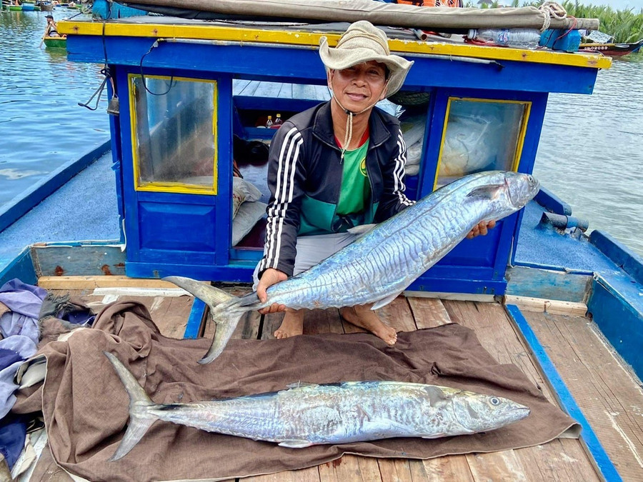 Hai con cá thu mỡ ông Ngân vừa câu được trong tháng 5 tại Cù Lao Chàm. Ảnh: C.P. Hai con cá thu mỡ ông Ngân vừa câu được trong tháng 5 tại Cù Lao Chàm. Ảnh: C.P.