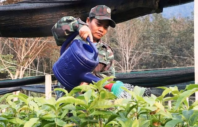 Từng bị tù treo vì phá hoại rừng, anh Ríah Nhiếp quay sang làm công việc bảo vệ rừng như một cách để trả nợ rừng xanh