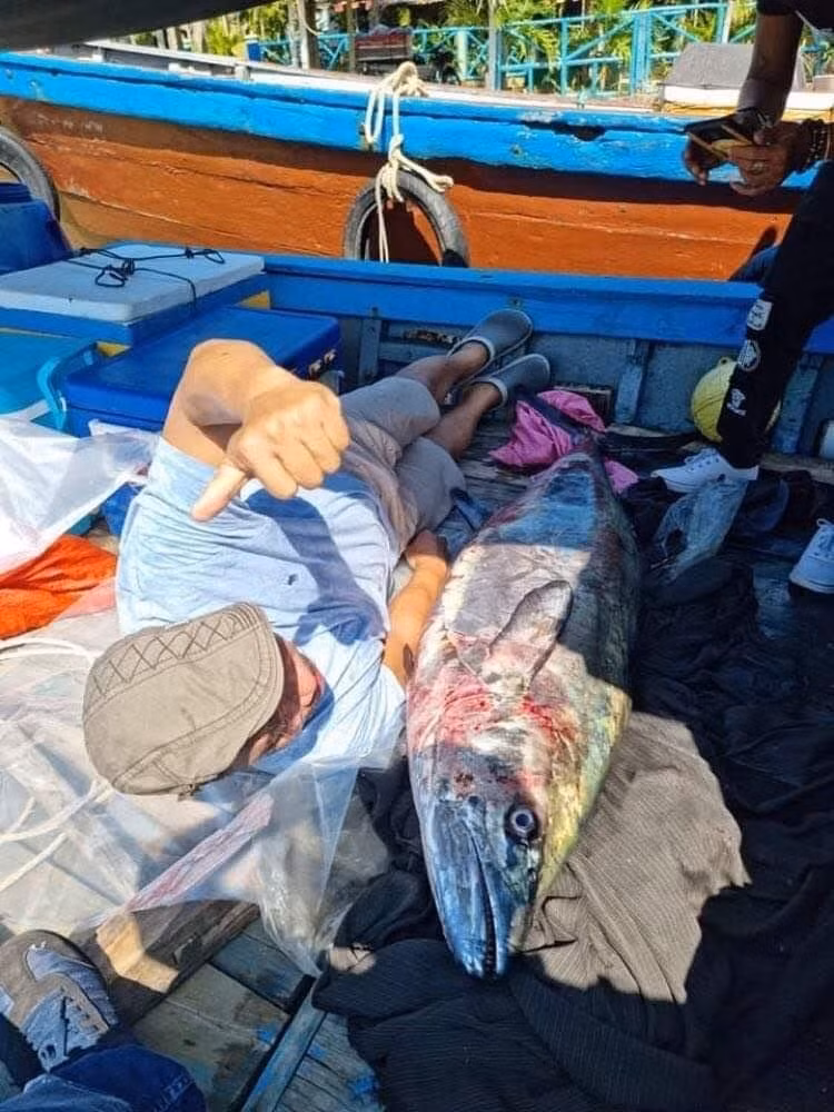 Con cá khủng được ngư dân Nguyễn Ngọc Ngân câu từ biển Cù Lao Chàm với kích thước hơn một người trưởng thành. Ảnh: C.P.