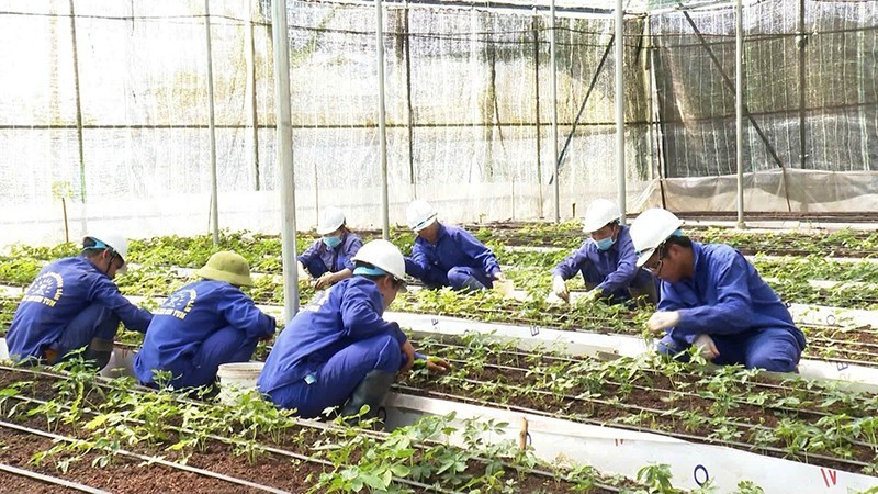 Nhà màng trồng sâm Ngọc Linh của Công ty cổ phần Rượu Sâm Ngọc Linh Kon Tum. Ảnh: C.N 213524nha-mang-trong-sam-ngoc-linh-cua-cong-ty-co-phan-ruou-sam-ngoc-linh-kon-tum.jpg