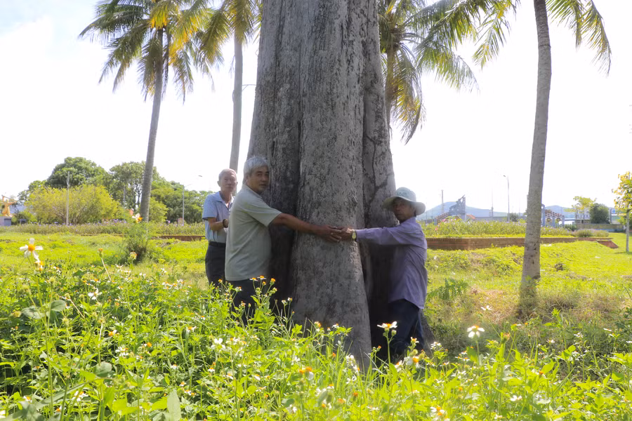 Cây ké Rộc Trường có đường kính thân cây 5 người ôm mới xuể. Ảnh: Ngọc Minh