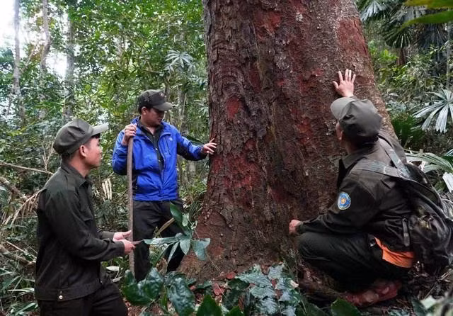 Một cây lim cổ thụ có tuổi đời đến hàng trăm năm