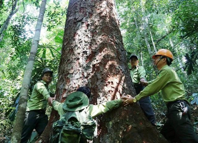 Một cây gỗ lim cổ thụ 4 người ôm không xuể Một cây gỗ lim cổ thụ 4 người ôm không xuể