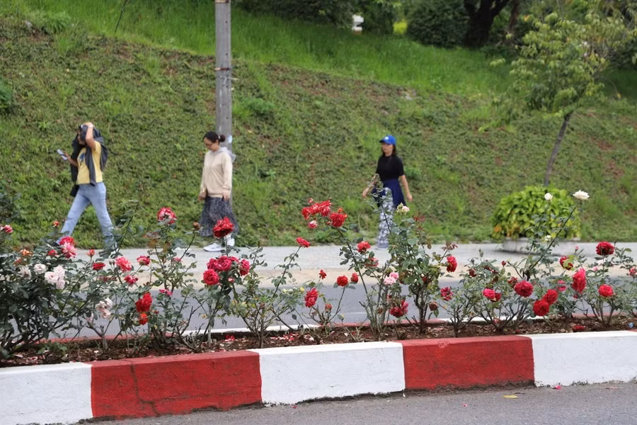 Dải phân cách trên đường Hồ Tùng Mậu ngay lối vào trung tâm TP Đà Lạt cũng được trồng bởi hàng ngàn cây hoa hồng, quanh năm khoe sắc