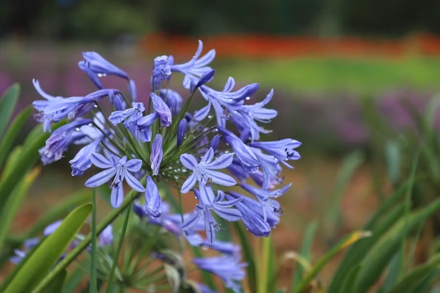 Sau cơn mưa, nước còn đọng lại trên những cánh hoa