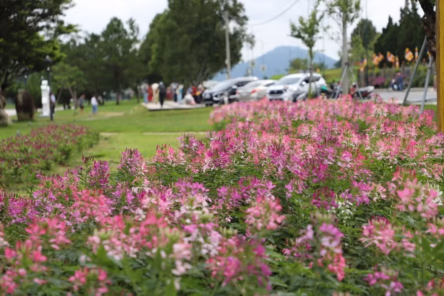 Hoa túy điệp được trồng nhiều tại các không gian mở ven hồ Xuân Hương