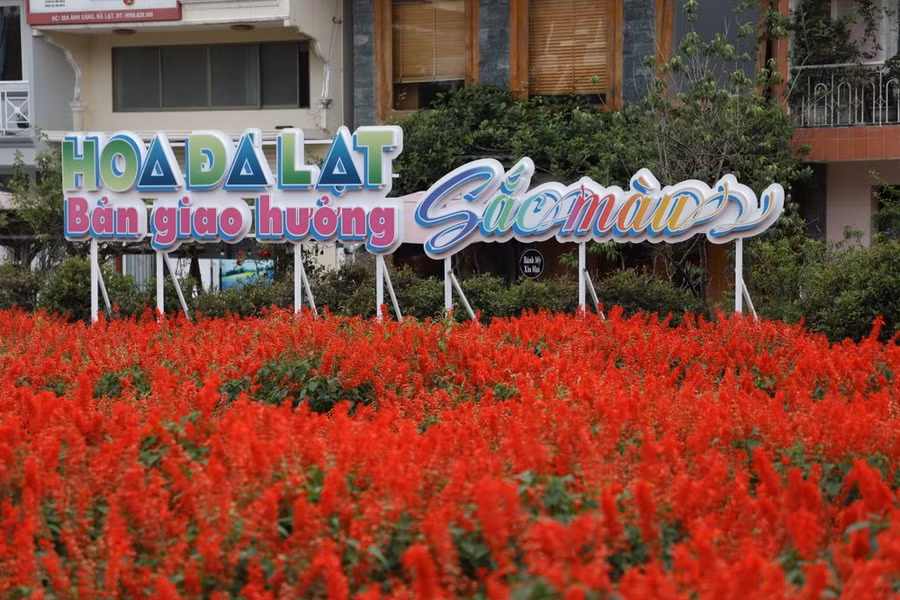 Hoa trở thành “ngôn ngữ” riêng của Đà Lạt – níu giữ bước chân du khách