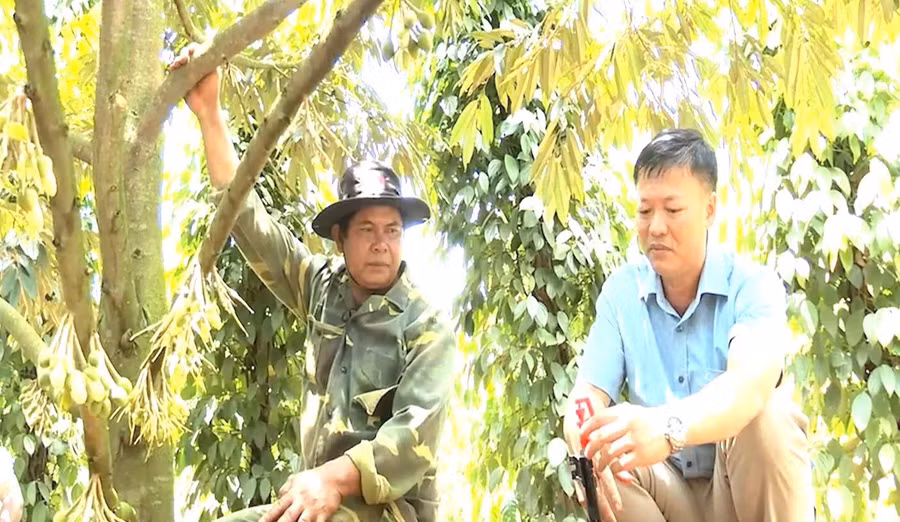 Người dân đã biết áp dụng tiến bộ khoa học kỹ thuật vào sản xuất để nâng cao năng suất, chất lượng nông sản. Ảnh: N.Q