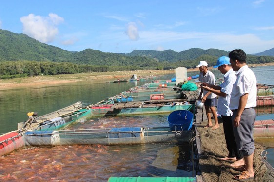 Nghề nuôi cá lồng bè ở miền núi, trong đó có cá điêu hồng, giúp nông dân tỉnh Bình Định có thu nhập ổn định Nghề nuôi cá lồng bè ở miền núi, trong đó có cá điêu hồng, giúp nông dân tỉnh Bình Định có thu nhập ổn định