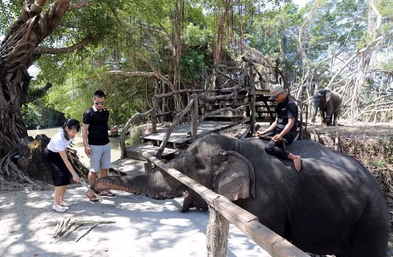 Du khách trải nghiệm loại hình du lịch thân thiện với voi.