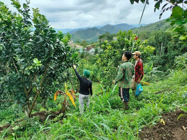 Nhiều mô hình đã và đang giúp nhiều hộ dân miền núi Quảng Ngãi thoát nghèo bền vững. Miền núi Quảng Ngãi bừng sáng từ 'cần câu' sinh kế ảnh 4