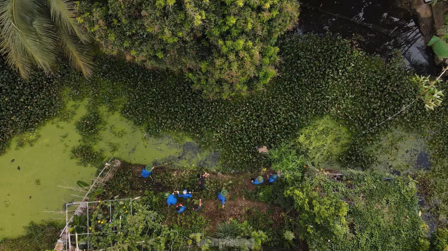 Nước trong khe bị ùn ứ do rác thải và bèo lục bình phát triển mạnh gây ô nhiễm môi trường xung quanh.