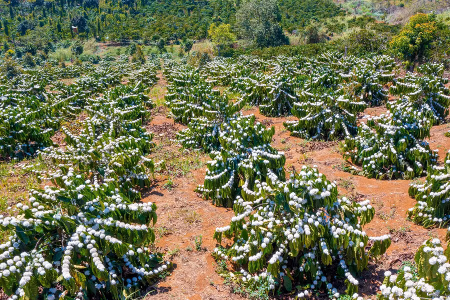 Hương hoa cà phê thoảng trong gió tháng ba sẽ mãi trong tâm trí những người từng gắn bó (Ảnh Ngô Minh Phương)