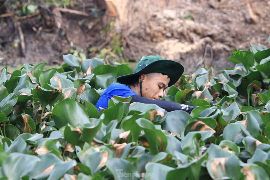 Lượng bèo lục bình dày đặc khiến việc vệ sinh dòng khe gặp nhiều khó khăn.