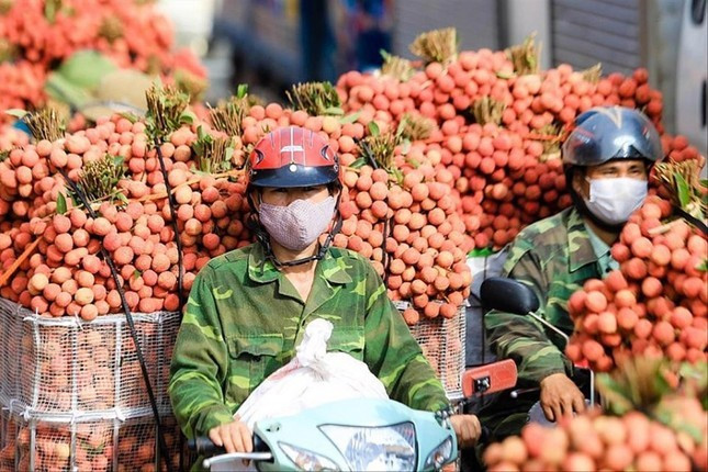 Quả vải là loại nông sản có tiềm năng xuất khẩu lớn đang vào vụ thu hoạch Quả vải là loại nông sản có tiềm năng xuất khẩu lớn đang vào vụ thu hoạch
