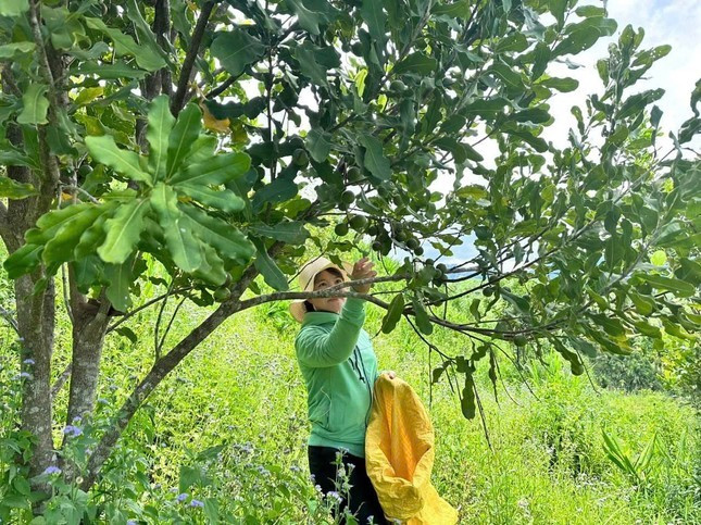 Nhiều hộ dân đã mạnh dạn “bắt tay” với doanh nghiệp, nỗ lực phát triển kinh tế, để thoát nghèo và vươn lên làm giàu. Miền núi Quảng Ngãi bừng sáng từ 'cần câu' sinh kế ảnh 3