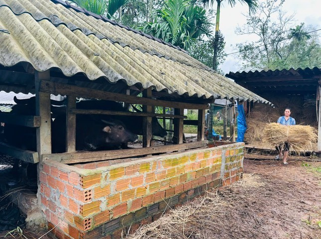 Nhờ sự tiếp sức từ các dự án của chương trình NTM, người dân ở huyện Ba Tơ đã nắm bắt và biết cách chăm sóc, phòng trừ dịch bệnh cho đàn gia súc. Miền núi Quảng Ngãi bừng sáng từ 'cần câu' sinh kế ảnh 2