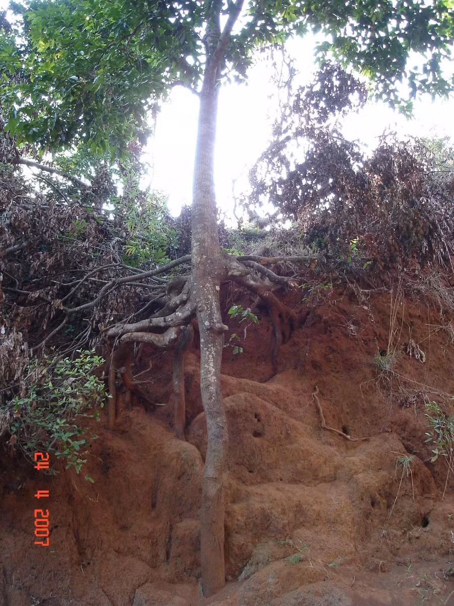 K’nia là loại cây rễ cọc, dài