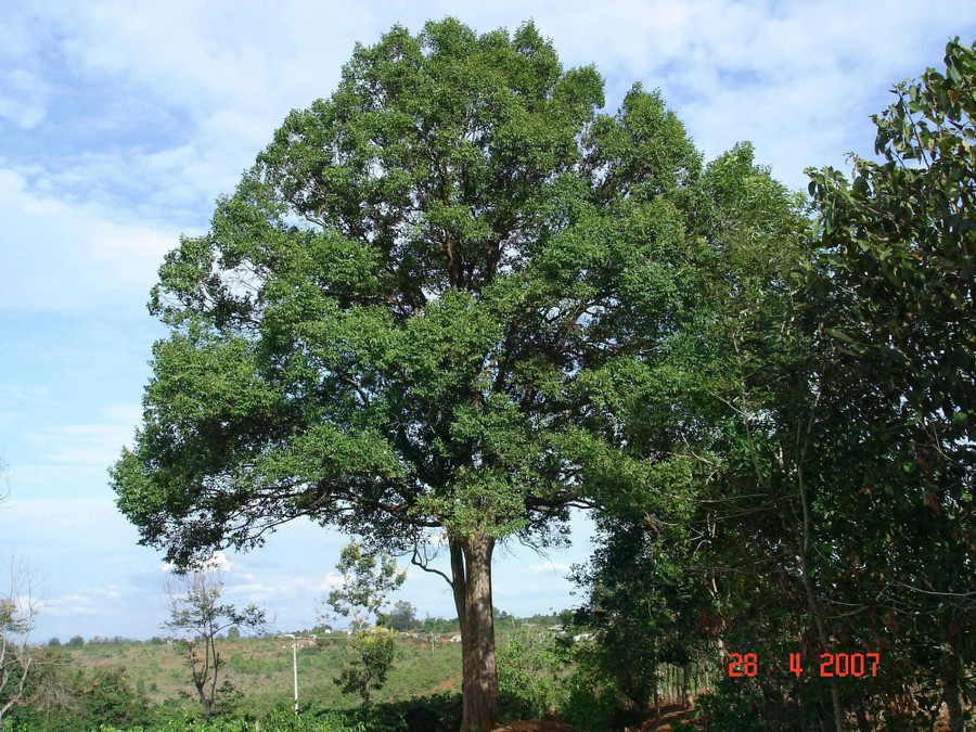 Cây K’nia – một trong những biểu tượng của Tây nguyên Cây K’nia – một trong những biểu tượng của Tây nguyên