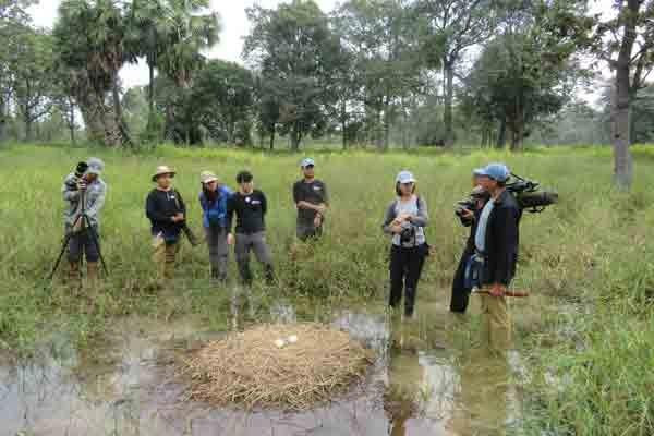 Sếu đầu đỏ làm tổ, đẻ trứng trong các cánh đồng tại Buriram, Thái Lan