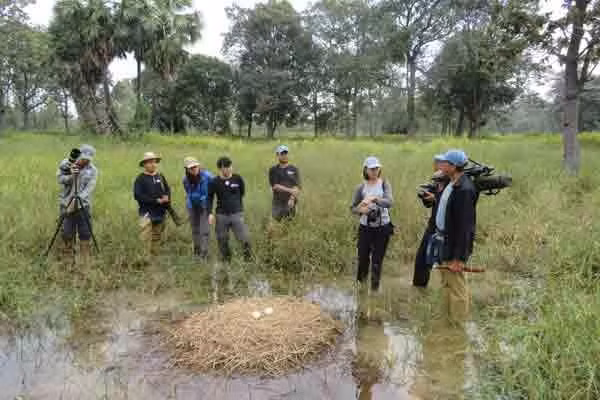 Sếu đầu đỏ làm tổ, đẻ trứng trong các cánh đồng tại Buriram, Thái Lan