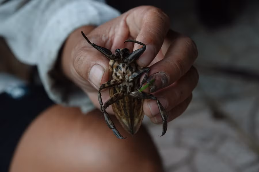 Cà cuống đực với 2 túi tinh dầu phía dưới ngực được sử dụng nhiều trong ẩm thực miền Bắc