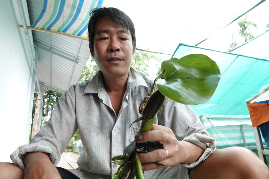 Anh Thuận chuẩn bị đóng gói cà cuống bán cho khách hàng ở miền Bắc Anh Thuận chuẩn bị đóng gói cà cuống bán cho khách hàng ở miền Bắc