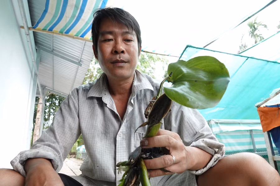 Anh Thuận chuẩn bị đóng gói cà cuống bán cho khách hàng ở miền Bắc