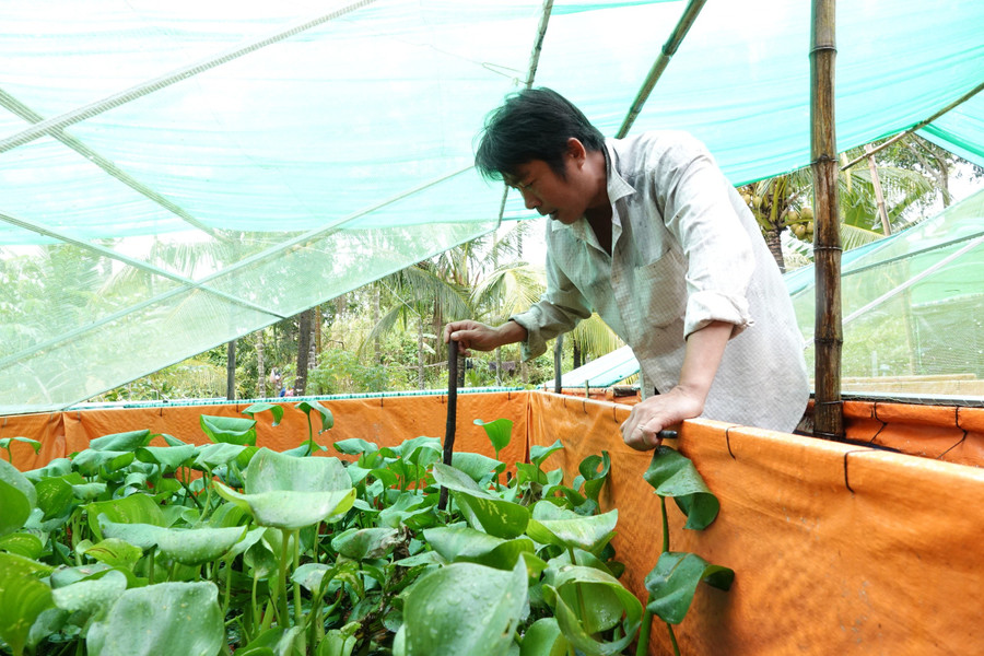 Bể nuôi cà cuống làm bằng khung sắt, phủ bạt, đặt ngoài trời và thả thêm rong rêu, lục bình cho chúng sinh sản Bể nuôi cà cuống làm bằng khung sắt, phủ bạt, đặt ngoài trời và thả thêm rong rêu, lục bình cho chúng sinh sản