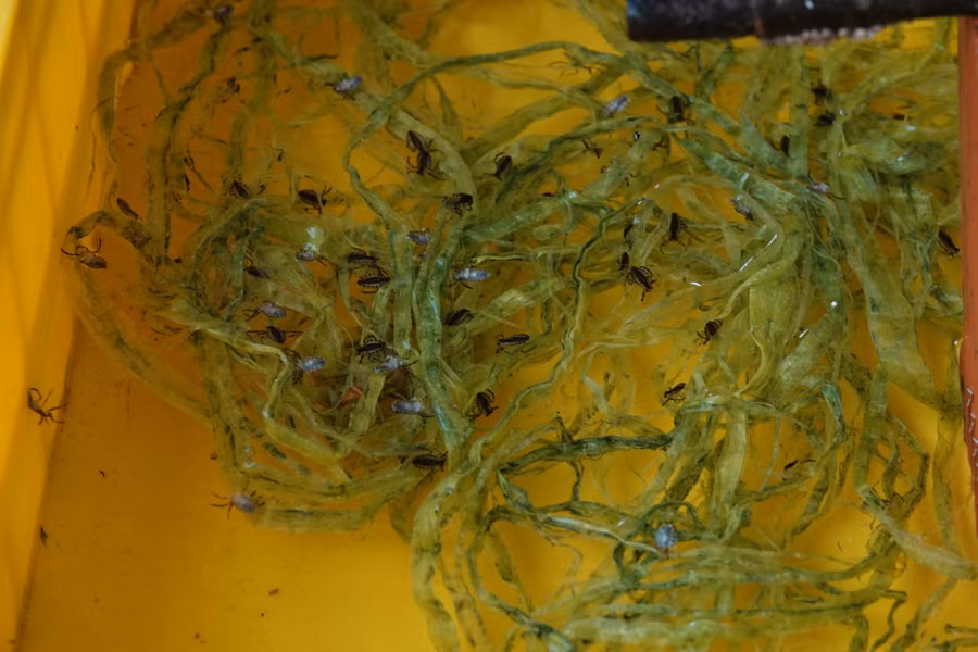 Thức ăn của cà cuống chủ yếu là côn trùng, cá nhỏ, nhái, dế