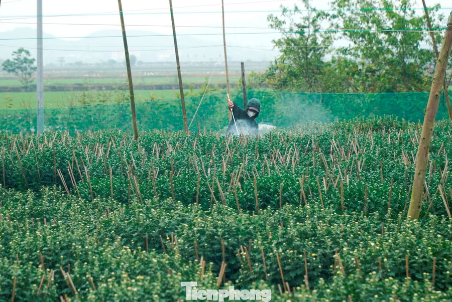 Phường Dương Nỗ - vùng trồng hoa lớn nhất TP. Huế, cũng chịu thiệt hại lớn khi hơn 10 ha ruộng hoa bị ngập úng, nhiều diện tích phải phá bỏ. Ông Nguyễn Dũng, hộ trồng hoa lâu năm, chia sẻ rằng gia đình đã trồng lại 6-7 loại hoa ngắn ngày, dễ kiểm soát thời điểm ra hoa. “Hoa chỉ bán được trước Tết. Nở lệch vài ngày là lỗ nặng. Năm nay phải theo sát vườn hơn bao giờ hết”, ông Dũng cho biết.