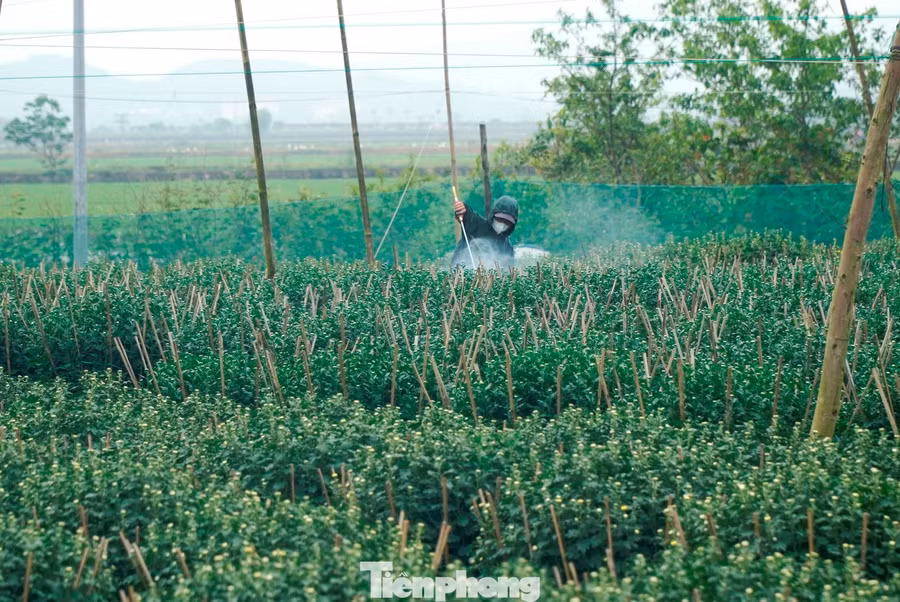 Phường Dương Nỗ - vùng trồng hoa lớn nhất TP. Huế, cũng chịu thiệt hại lớn khi hơn 10 ha ruộng hoa bị ngập úng, nhiều diện tích phải phá bỏ. Ông Nguyễn Dũng, hộ trồng hoa lâu năm, chia sẻ rằng gia đình đã trồng lại 6-7 loại hoa ngắn ngày, dễ kiểm soát thời điểm ra hoa. “Hoa chỉ bán được trước Tết. Nở lệch vài ngày là lỗ nặng. Năm nay phải theo sát vườn hơn bao giờ hết”, ông Dũng cho biết.