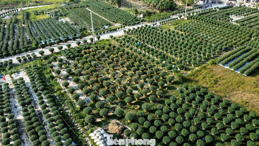 Mưa lũ kéo dài cuối năm 2025 vừa qua khiến thời vụ canh tác hoa Tết tại Huế bị gián đoạn. Nhiều diện tích hoa của nông dân phải phá bỏ hoàn toàn để “làm lại từ đầu”. Người trồng hoa buộc phải thay đổi kế hoạch “lấy ngắn nuôi dài”, chuyển sang giống hoa ngắn ngày, tăng cường chăm bón, điều tiết ánh sáng và kích rễ để hoa kịp nở đúng dịp Tết Bính Ngọ 2026.