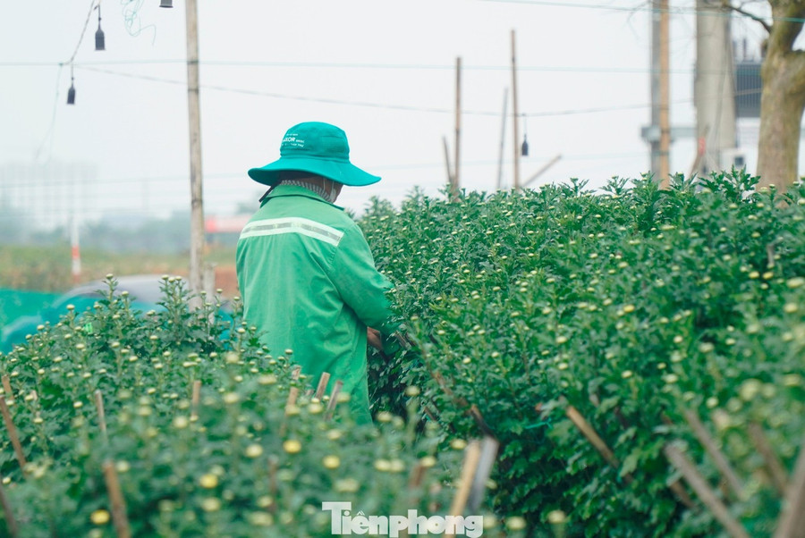 Tại phường Vỹ Dạ, khoảng 120 hộ trồng hoa bị ảnh hưởng nặng, tổng thiệt hại ước gần 5 tỷ đồng. Ông Nguyễn Viết Khoa - tổ dân phố Dạ Lê Chánh, cho biết hơn 600 chậu cúc của gia đình bị hư hỏng khoảng 30% dù đã kê cao. Sau lũ, gia đình phải trồng dặm, tỉa nụ phụ, tăng phân bón và chăm sóc kỹ lưỡng. “Hai tháng trước toàn bộ hoa Tết bị ngập. Nếu không xử lý kịp là mất trắng”, ông Khoa nói.