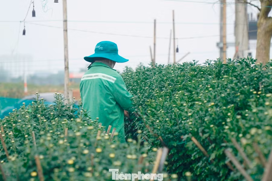 Tại phường Vỹ Dạ, khoảng 120 hộ trồng hoa bị ảnh hưởng nặng, tổng thiệt hại ước gần 5 tỷ đồng. Ông Nguyễn Viết Khoa - tổ dân phố Dạ Lê Chánh, cho biết hơn 600 chậu cúc của gia đình bị hư hỏng khoảng 30% dù đã kê cao. Sau lũ, gia đình phải trồng dặm, tỉa nụ phụ, tăng phân bón và chăm sóc kỹ lưỡng. “Hai tháng trước toàn bộ hoa Tết bị ngập. Nếu không xử lý kịp là mất trắng”, ông Khoa nói.