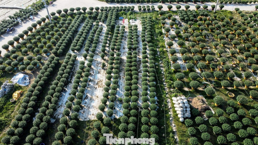 Theo UBND phường Thanh Thủy, trên địa bàn hiện có hơn 100 hộ dân chuyên trồng hoa Tết, với hơn 70.000 chậu, chủ yếu là cúc đóa Đà Lạt, cúc pha lê và địa thảo. Tại phường Dương Nỗ - vựa hoa Tết lớn nhất Huế, có 198 hộ trồng trên 12ha hoa Tết, trong đó 24 hộ chuyên trồng hoa chậu , với khoảng 6.800 chậu, còn lại là hoa ruộng.