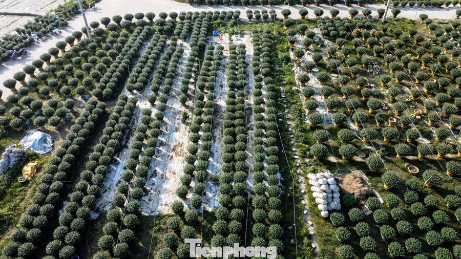 Theo UBND phường Thanh Thủy, trên địa bàn hiện có hơn 100 hộ dân chuyên trồng hoa Tết, với hơn 70.000 chậu, chủ yếu là cúc đóa Đà Lạt, cúc pha lê và địa thảo. Tại phường Dương Nỗ - vựa hoa Tết lớn nhất Huế, có 198 hộ trồng trên 12ha hoa Tết, trong đó 24 hộ chuyên trồng hoa chậu , với khoảng 6.800 chậu, còn lại là hoa ruộng.