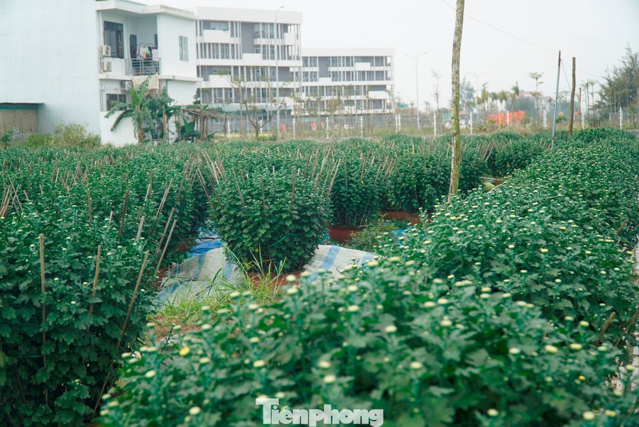 Thống kê chung của ngành chức năng, vụ Tết năm nay, toàn TP. Huế trồng khoảng 70 ha hoa, tập trung tại các vùng chuyên canh như Phú Mậu, Vân Thê, Vỹ Dạ, Dương Nỗ, Quảng Điền… với tổng cộng khoảng 150.000 chậu hoa các loại.