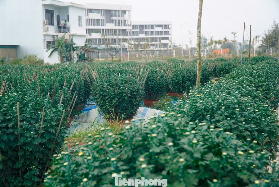 Thống kê chung của ngành chức năng, vụ Tết năm nay, toàn TP. Huế trồng khoảng 70 ha hoa, tập trung tại các vùng chuyên canh như Phú Mậu, Vân Thê, Vỹ Dạ, Dương Nỗ, Quảng Điền… với tổng cộng khoảng 150.000 chậu hoa các loại.