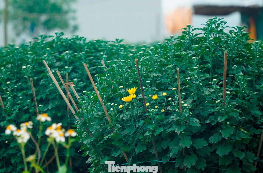 Vụ hoa Tết tại Huế năm nay với chi phí đầu vào tăng đáng kể cũng là bài toán khó đối với nhiều nông hộ. Nhiều hộ dân phải nhập giống hoa từ Đà Lạt với giá cao, trong khi vẫn còn gánh chịu hậu quả lũ lụt. Ông Nguyễn Văn Trai - Phó Chủ tịch UBND phường Dương Nỗ, cho biết trước khó khăn này, chính quyền địa phương đã huy động nguồn xã hội hóa hỗ trợ giống và cử cán bộ nông nghiệp hướng dẫn trực tiếp kỹ thuật canh tác, chọn giống ngắn ngày để cây hoa trên địa bàn trổ đúng thời vụ.