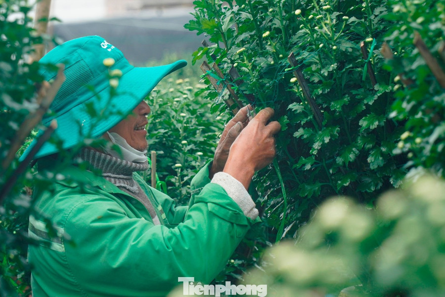 Ông Phan Công Ty, người trồng hoa lâu năm tại Vân Thê Trung, lưu ý: “Mưa lũ ảnh hưởng đến nghề trồng hoa Tết là rất lớn, nhưng nếu thời tiết sau lũ thuận lợi thì cây vẫn có thể hồi phục. Nhiều hộ đã đầu tư thêm phân bón và lắp đèn chiếu sáng để chủ động thúc hoa nở đúng Tết. Giờ thời tiết ấm hơn, người trồng hoa hạn chế tác động ánh sáng, tỉa nụ để tránh cho hoa nở sớm”.