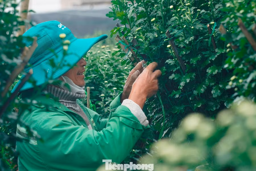 Ông Phan Công Ty, người trồng hoa lâu năm tại Vân Thê Trung, lưu ý: “Mưa lũ ảnh hưởng đến nghề trồng hoa Tết là rất lớn, nhưng nếu thời tiết sau lũ thuận lợi thì cây vẫn có thể hồi phục. Nhiều hộ đã đầu tư thêm phân bón và lắp đèn chiếu sáng để chủ động thúc hoa nở đúng Tết. Giờ thời tiết ấm hơn, người trồng hoa hạn chế tác động ánh sáng, tỉa nụ để tránh cho hoa nở sớm”.