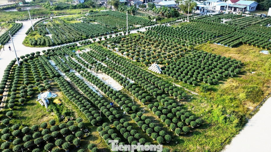 Tại làng hoa Vân Thê (phường Thanh Thủy) - vùng chuyên cung cấp hoa chậu lớn cho thị trường Huế, không khí lao động trên những cánh đồng hoa trong những ngày này càng trở nên khẩn trương. Vừa vặt loại bớt nụ bé để hoa ra đóa lớn, anh Chế Công Ân - tổ dân phố Vân Thê Trung, cho hay, vụ Tết năm nay, gia đình trồng hơn 800 chậu cúc đóa Đà Lạt, cúc pha lê và các giống phổ biến khác. “Năm nay gặp 4 đợt lũ liên tiếp, nhưng sau lũ thời tiết thuận lợi nên hoa phát triển khá tốt. Với người trồng hoa, quan trọng là phải canh nước, canh phân và bấm ngọn, vặt nụ đúng thời điểm, cây sẽ nở đúng vụ”, anh Ưng chia sẻ.