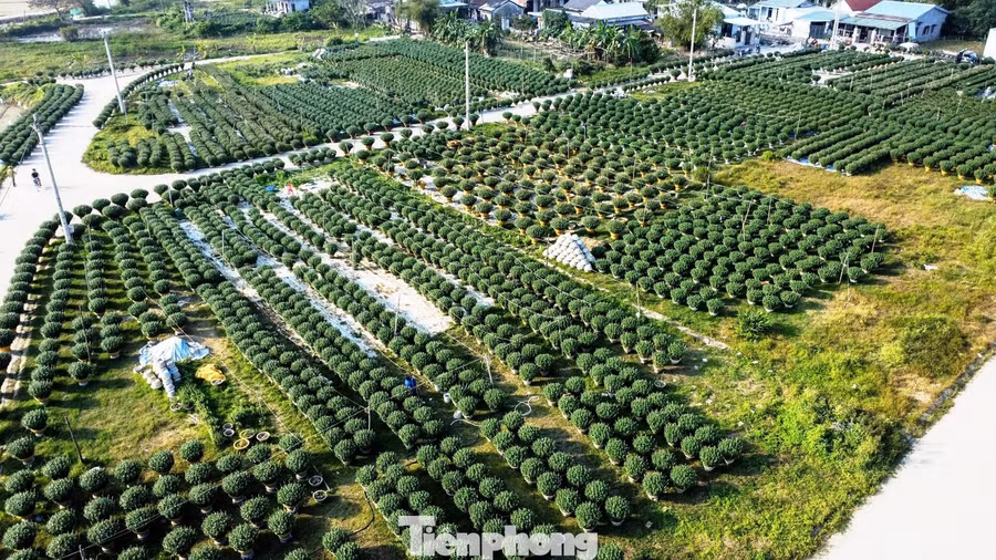 Tại làng hoa Vân Thê (phường Thanh Thủy) - vùng chuyên cung cấp hoa chậu lớn cho thị trường Huế, không khí lao động trên những cánh đồng hoa trong những ngày này càng trở nên khẩn trương. Vừa vặt loại bớt nụ bé để hoa ra đóa lớn, anh Chế Công Ân - tổ dân phố Vân Thê Trung, cho hay, vụ Tết năm nay, gia đình trồng hơn 800 chậu cúc đóa Đà Lạt, cúc pha lê và các giống phổ biến khác. “Năm nay gặp 4 đợt lũ liên tiếp, nhưng sau lũ thời tiết thuận lợi nên hoa phát triển khá tốt. Với người trồng hoa, quan trọng là phải canh nước, canh phân và bấm ngọn, vặt nụ đúng thời điểm, cây sẽ nở đúng vụ”, anh Ưng chia sẻ.