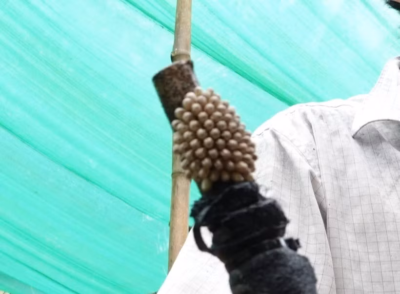 Tổ trăm trứng cà cuống được bán với giá 100.000 đồng