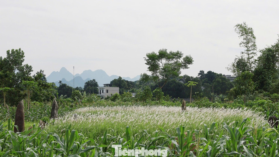 Với những giá trị nổi bật, năm 1997, khu mộ cổ Đống Thếch đã được công nhận là Di tích lịch sử - khảo cổ cấp quốc gia. Theo tài liệu lịch sử ghi lại, đây là nơi an nghỉ của những người thuộc dòng họ Đinh, dòng họ quan lang nắm quyền cai quản vùng Mường Động trong giai đoạn từ thế kỷ XVI đến XVIII. tp-6.jpg