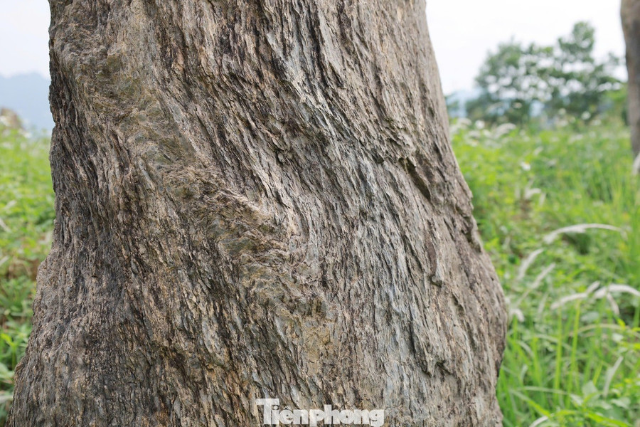 Những phiến đá ở khu mộ cổ Đống Thếch có hoa văn như những thớ gỗ hóa thạch. tp-9.jpg