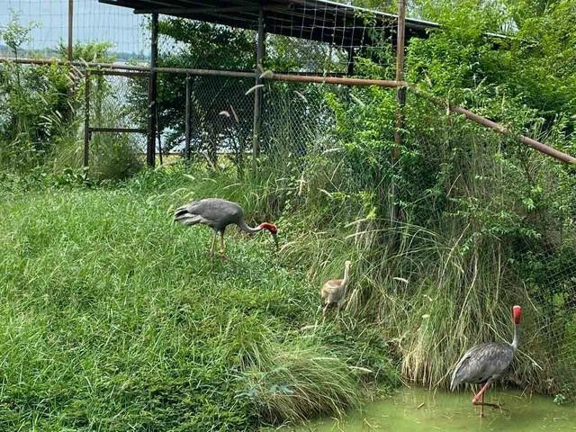 Sếu đầu đỏ sinh sản ngoài tự nhiên trên những cánh đồng cỏ, hoặc đồng lúa của người dân Thái Lan