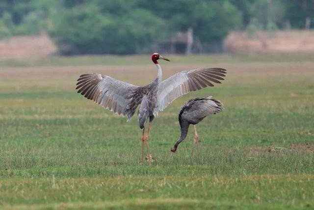 Sếu đầu đỏ nay đã được phục hồi mạnh mẽ ở Thái Lan